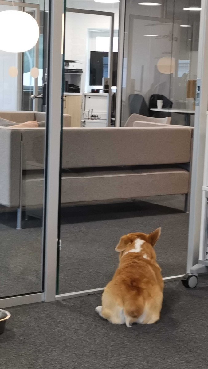 OfficeDevs's tweet image. Every office needs a guardian 🐶