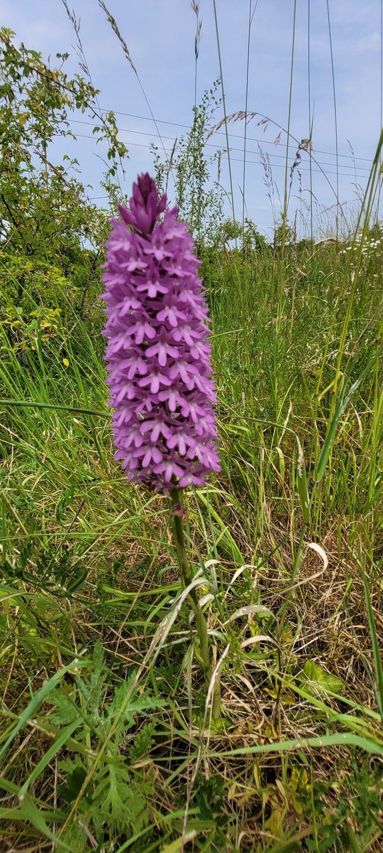 Pyramidal orchid from a site @GhostlyVision put me onto, all shapes sizes and colours to be found. Evesham, Worcestershire @BSBIbotany @ukorchids