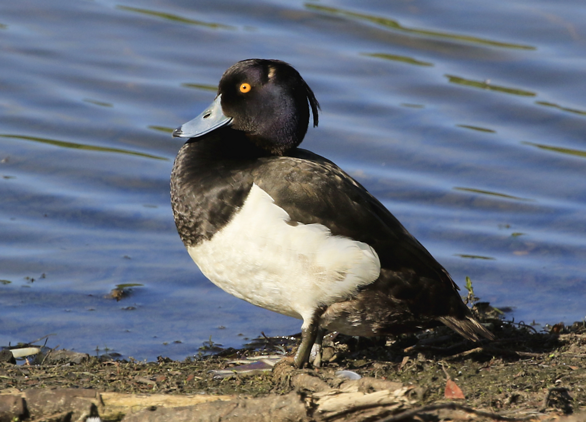 Here are some more images from yesterday at the reservoir for you: This is a male Tufted Duck on the shore.
Enjoy!
@Natures_Voice @NatureUK @KentishPlover @Britnatureguide