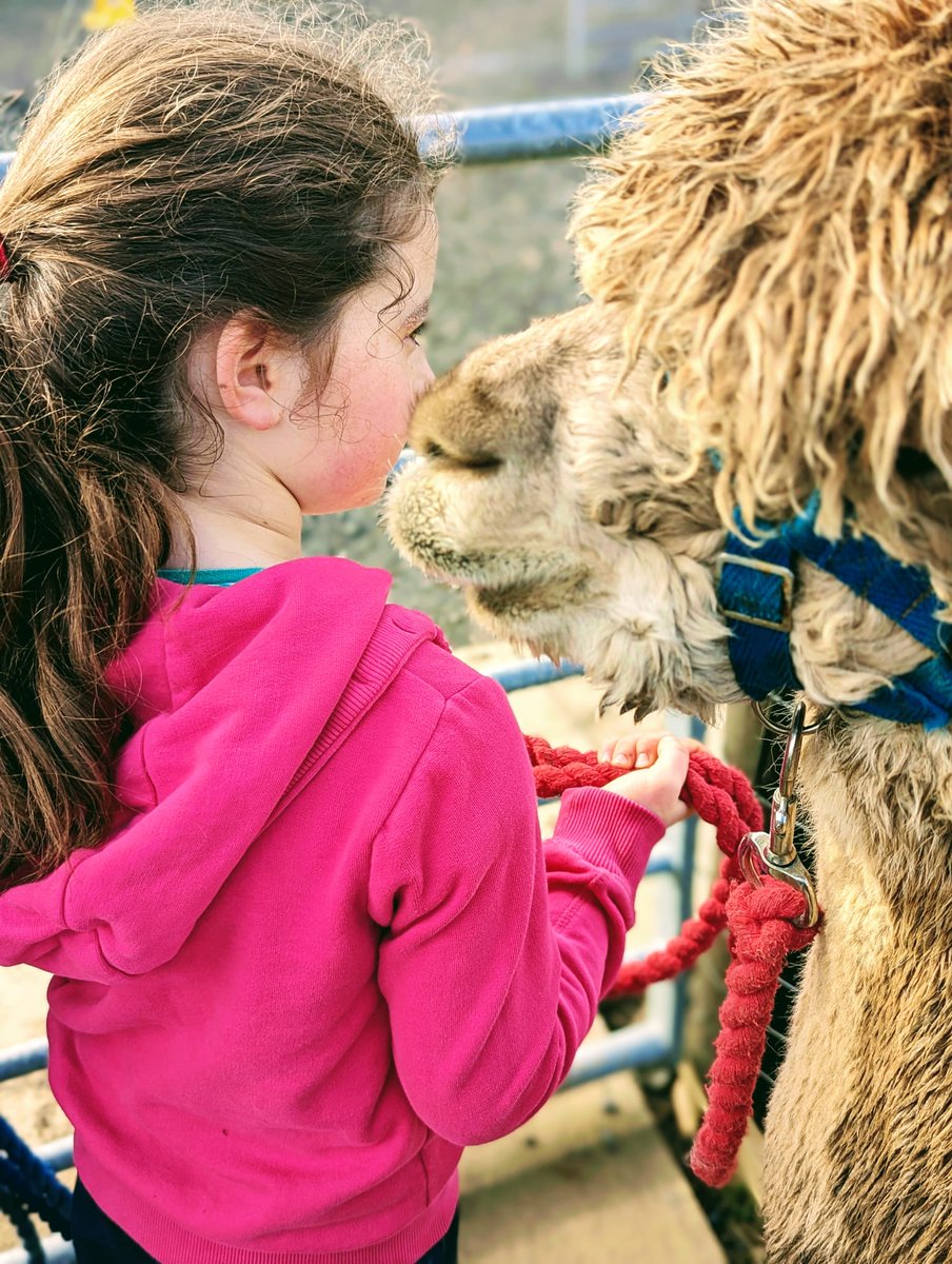 KingaskStAs's tweet photo. We are fleeced to announce Bowbridge Alpacas will now be offering discounts on all Alpaca experiences, exclusively available to Kingask guests.
You must pre-book your visit online with a small deposit, and you can redeem your 10% discount when paying the balance on the day. https://t.co/6CG2CWFwXN