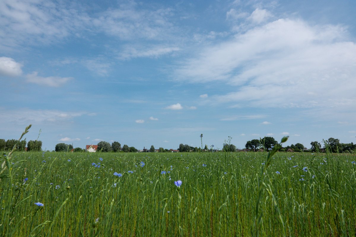 #vrtweer Waregem, door de aanhoudende droogte komen de vlasvelden moeizaam tot bloei. Hopelijk valt er dra een stevige regenbui maar zonder onweer
<a href="/MeteovistaBe/">meteovista.be</a> <a href="/Weerbord/">Weerbord☀️☔️</a>
#weerbericht #meteo #weerfoto
<a href="/meteobenl/">KMI</a> <a href="/BuienradarBE/">BuienradarBE</a>
<a href="/Texturekortrijk/">Museum Texture</a> #vlassafari