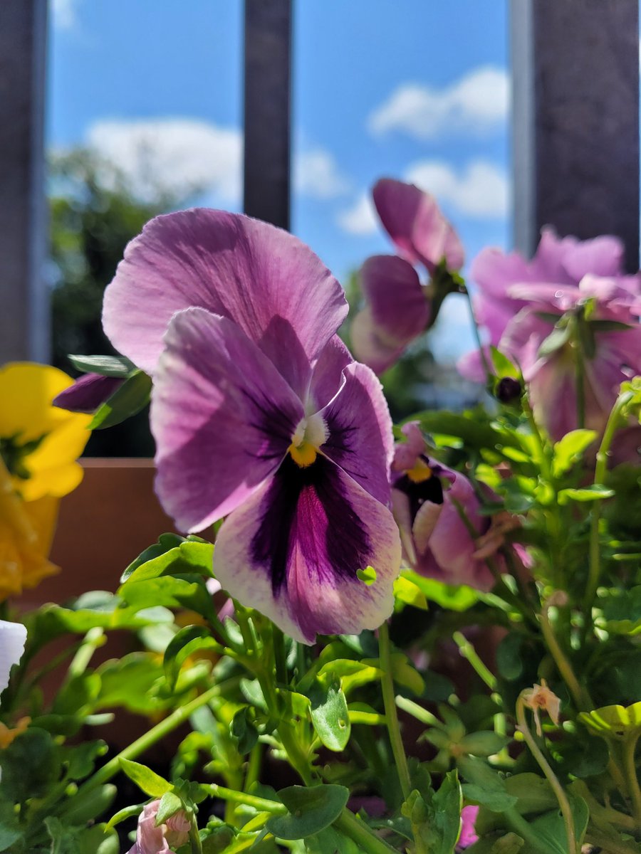MNursMichelle's tweet photo. Beautiful flowers, blue sky, insightful conversations about recovery and even a TED talk. Great start to the day at @SyrenaHouse https://t.co/szIO497uUJ