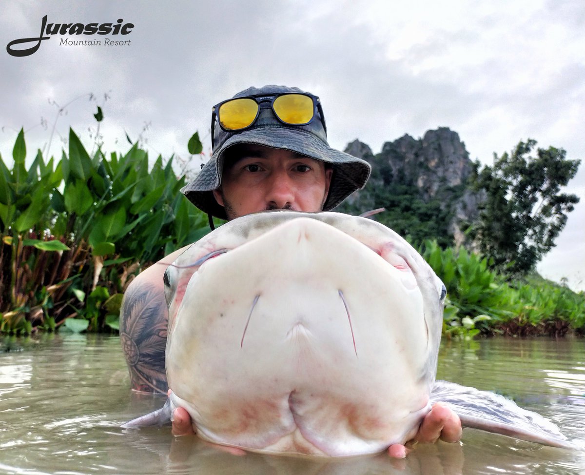 FishJurassic's tweet photo. A cheeky selection of Chao Phraya catfish captures from past to present.
https://t.co/lhDzXTxgPA
enquiries@jurassicfishingthailand.com
#JurassicMountainFishingPark #Fish #Catfish #ChaoPhrayaCatfish #PangasiusSanitwongsei #Fishing #Angling #CarpAngling #PredatorAngling https://t.co/7ImUDsGjnl
