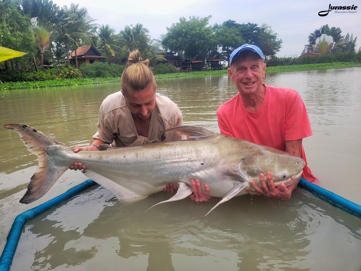 FishJurassic's tweet photo. A cheeky selection of Chao Phraya catfish captures from past to present.
https://t.co/lhDzXTxgPA
enquiries@jurassicfishingthailand.com
#JurassicMountainFishingPark #Fish #Catfish #ChaoPhrayaCatfish #PangasiusSanitwongsei #Fishing #Angling #CarpAngling #PredatorAngling https://t.co/7ImUDsGjnl