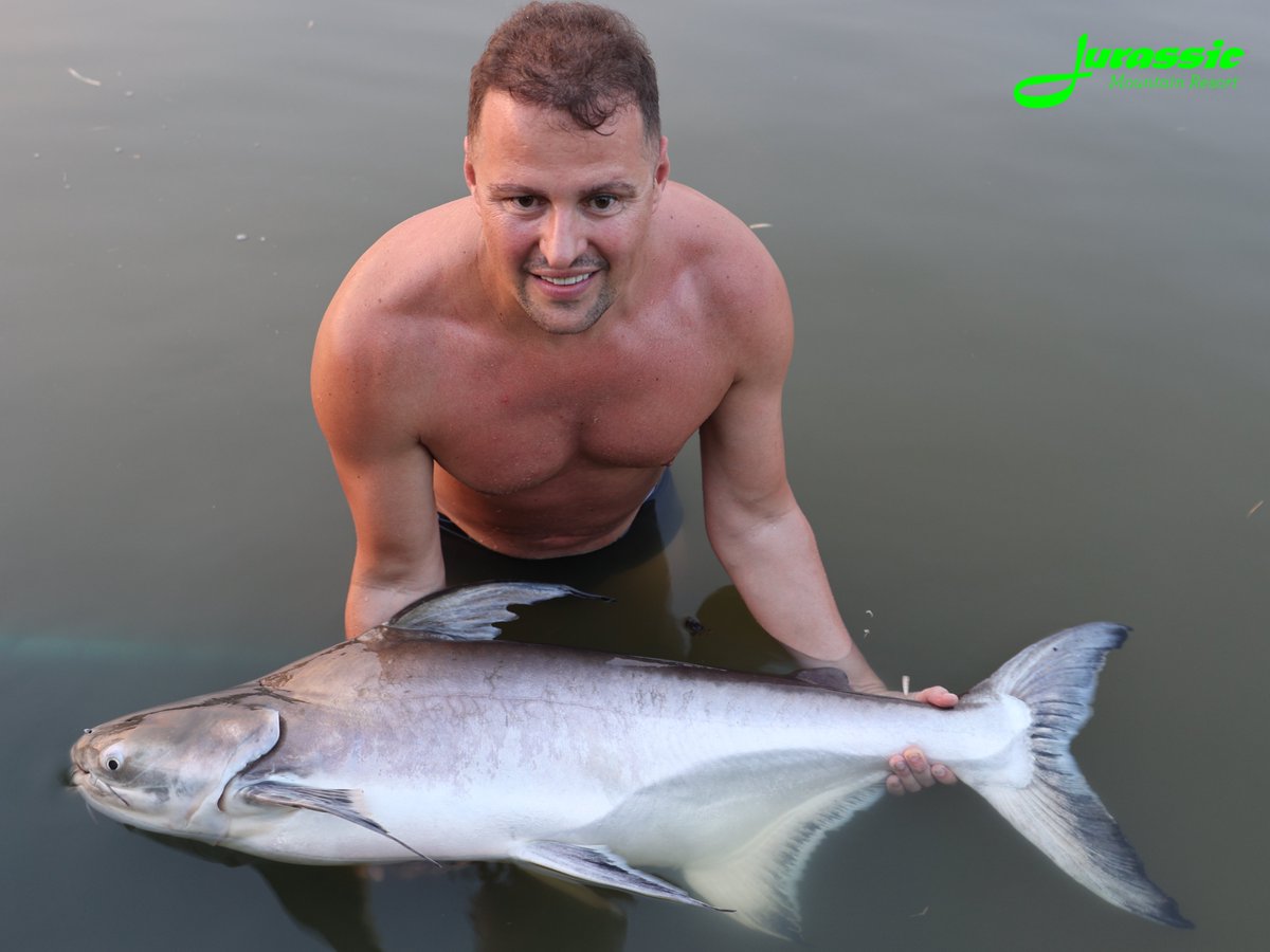 FishJurassic's tweet photo. A cheeky selection of Chao Phraya catfish captures from past to present.
https://t.co/lhDzXTxgPA
enquiries@jurassicfishingthailand.com
#JurassicMountainFishingPark #Fish #Catfish #ChaoPhrayaCatfish #PangasiusSanitwongsei #Fishing #Angling #CarpAngling #PredatorAngling https://t.co/7ImUDsGjnl