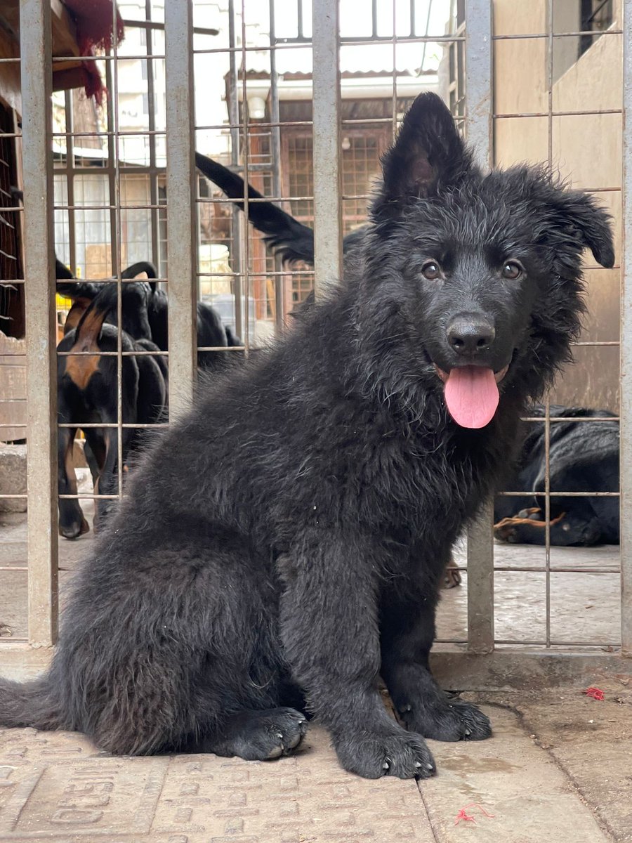 K9puppylove's tweet photo. Solid black German shepherd long coat puppies available 🐶🐶🐾
9 weeks old⏳️🗓
All vaccinations upto date 🏥📆
45000ksh 
Don't forget to like and retweet 😊🐾 https://t.co/AnvB8OLBhR