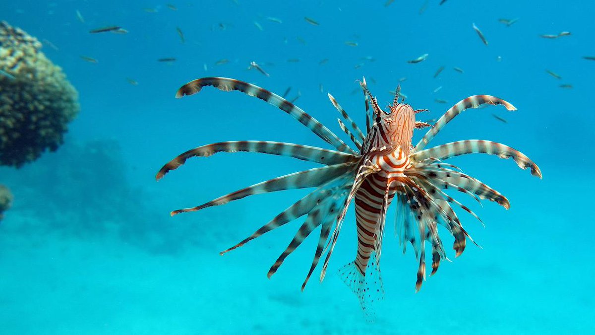 #InvasiveSpecies are choking marine life in the #Mediterranean, threatening its #biodiversity & ships are to blame.
Marine experts Jason Hall-Spencer from @PlymUni, @SKatsanevakis from @uaegean & @pg_albano from @SznDohrn have a solution to this problem. ow.ly/QEsh104L70J