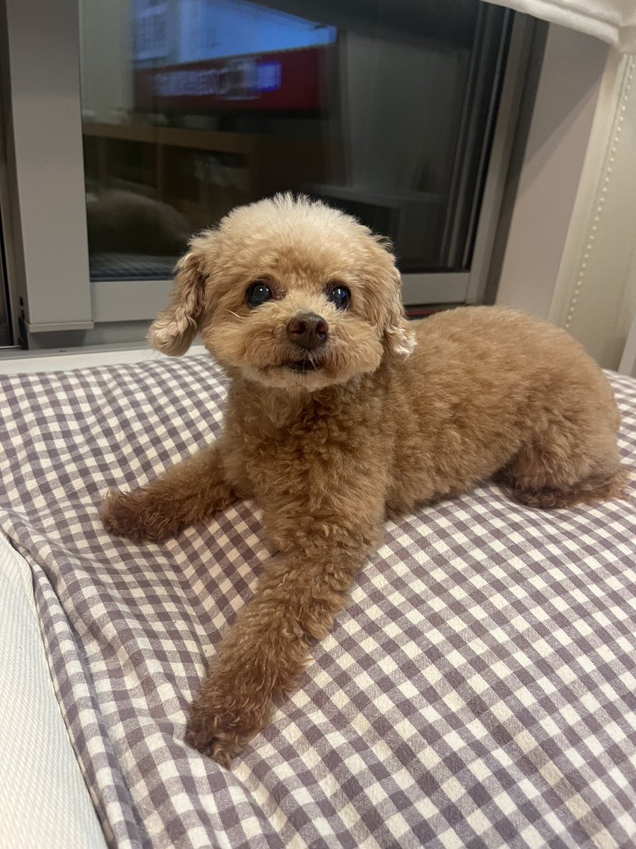 お散歩疲で疲れたの