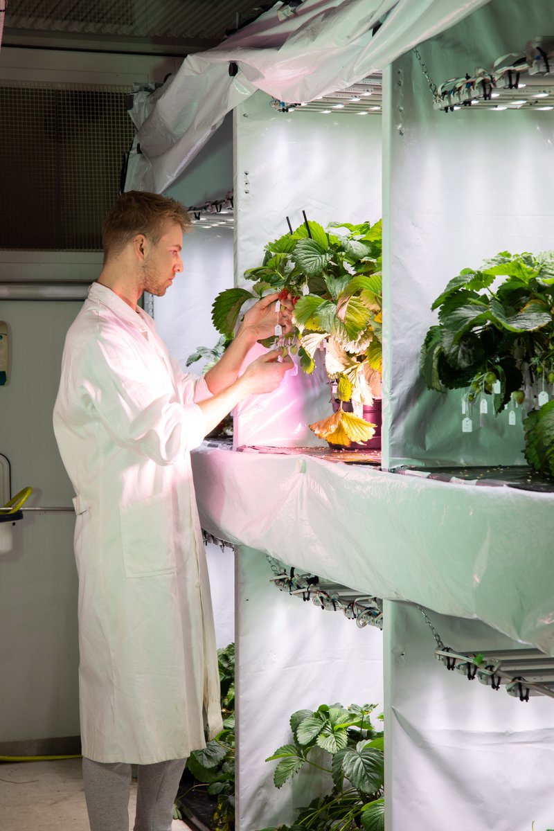 #research|🍓|To optimize vertical farming of strawberries, we study how plants react to environmental conditions, including photoperiod, through analysis of morphology, development, and gene expression. Researchers: Stephan David (supervised by @JulianVerdonk and @LeoMarcelis)