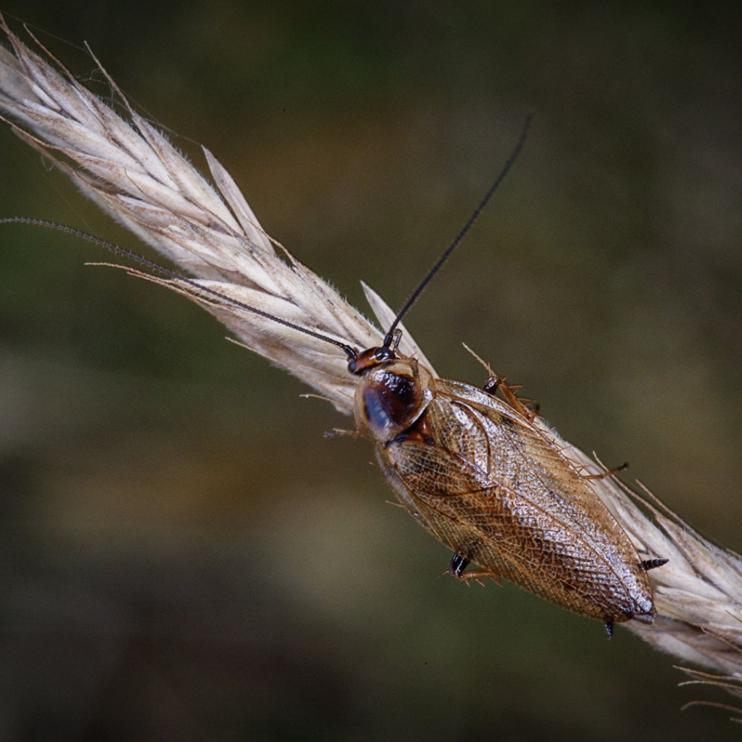 Being @Royentsoc’s @Insectweek, we want to highlight one of the many incredible species of insects that we share our county with.

#philanthropy #grantgivingcharity #southeastdorset #talbotvillagetrust #insectweek2023