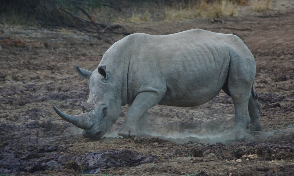Trinity College Dublin (@tcddublin) on Twitter photo An exciting new study -published in Zoo Biology - from <a href="/andymooney13/">Dr. Andrew Mooney</a> <a href="/TCD_NatSci/">School of Natural Sciences, Trinity College Dublin</a> <a href="/DublinZoo/">Dublin Zoo</a> sheds light on the immense potential of living cell banks, also known as #cryobanks, to contribute to global #conservation priorities.
Read more: tcd.ie/news_events/toโฆ An exciting new study -published in Zoo Biology - from <a href="/andymooney13/">Dr. Andrew Mooney</a> <a href="/TCD_NatSci/">School of Natural Sciences, Trinity College Dublin</a> <a href="/DublinZoo/">Dublin Zoo</a> sheds light on the immense potential of living cell banks, also known as #cryobanks, to contribute to global #conservation priorities.
Read more: tcd.ie/news_events/toโฆ