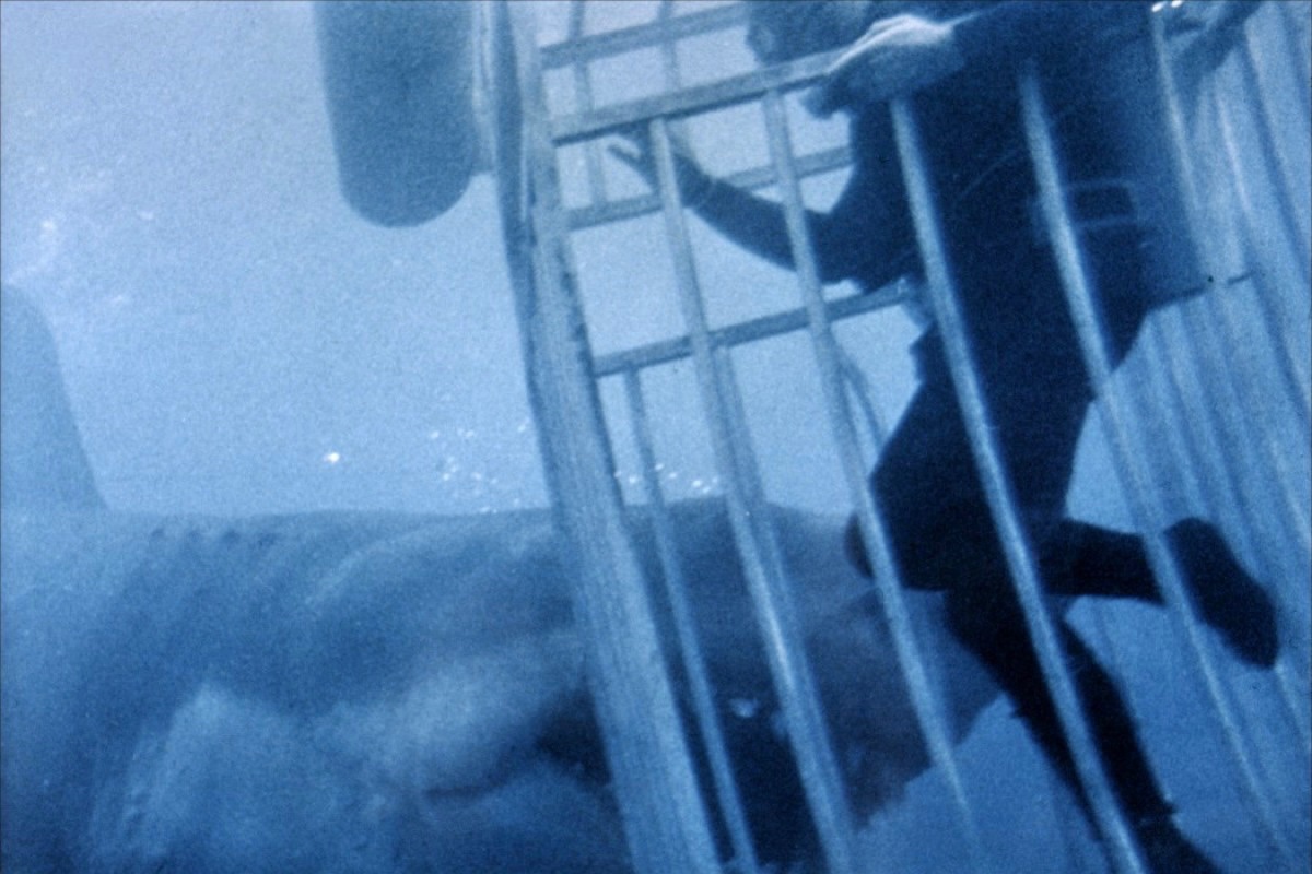 On June 20, 1975, JAWS was released! #Jaws #RoyScheider #RichardDreyfuss #RobertShaw #LorraineGary #PeterBenchley #SusanBacklinie #MurrayHamilton #StevenSpielberg