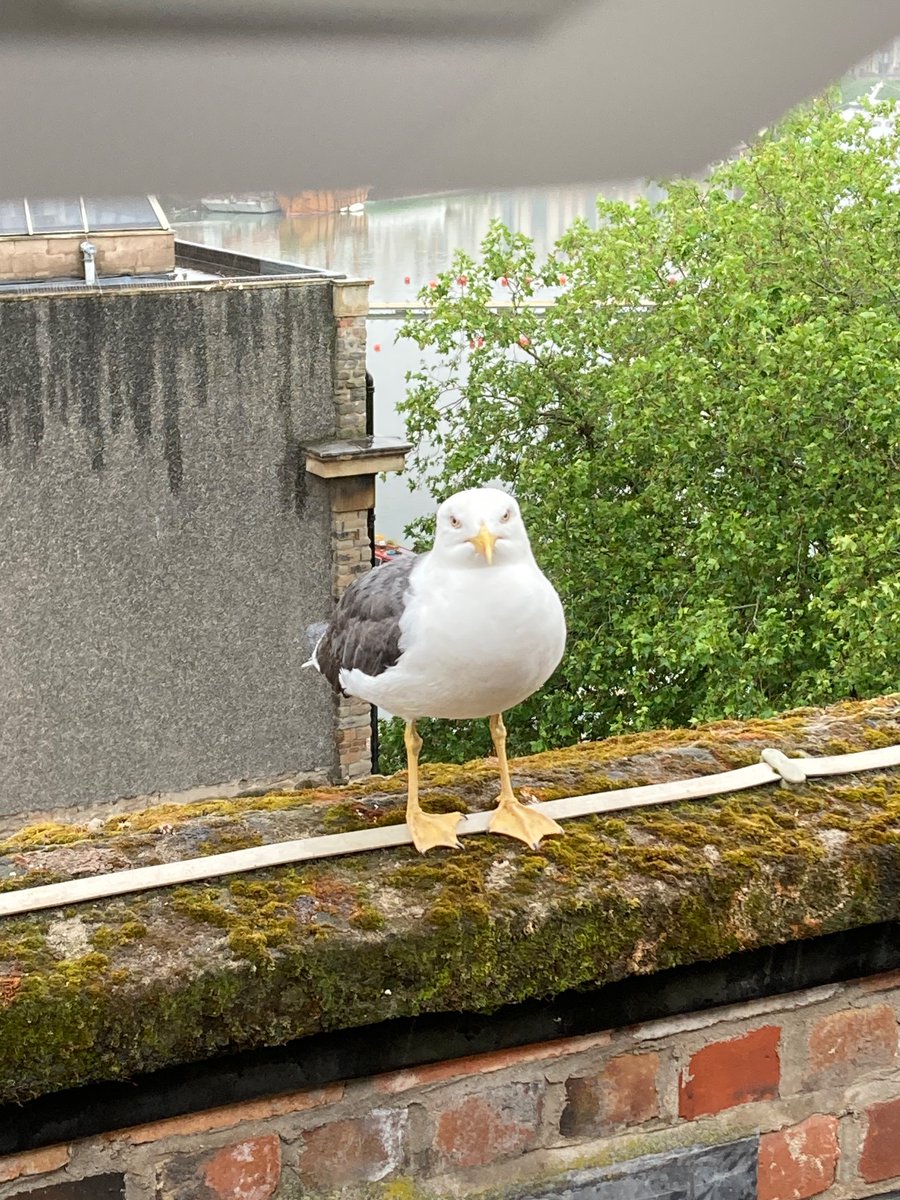 Good morning from this soggy seagull! The kids may tell you otherwise, but they all slept well last night… eventually! 
#year6residential #YHA #ltfot