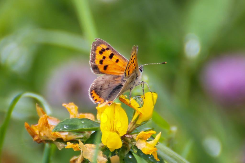 Small Copper Butterfly 🦋🧡 

This small butterfly can be spotted at #ParcSlip throughout the summer.🫶🏼

Males are territorial &amp; can be seen basking on bare ground or rock waiting for females, &amp; chasing off other insects that encroach on their space.💪🏼 #30DaysWild 

📷K Edwards