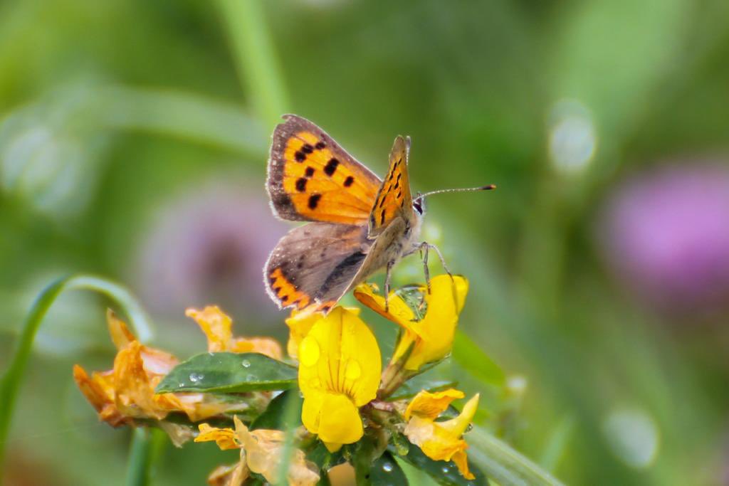 Small Copper Butterfly 🦋🧡 This small butterfly can be spotted at #ParcSlip throughout the summer.🫶🏼 Males are territorial & can be seen basking on bare ground or rock waiting for females, & chasing off other insects that encroach on their space.💪🏼 #30DaysWild 📷K Edwards