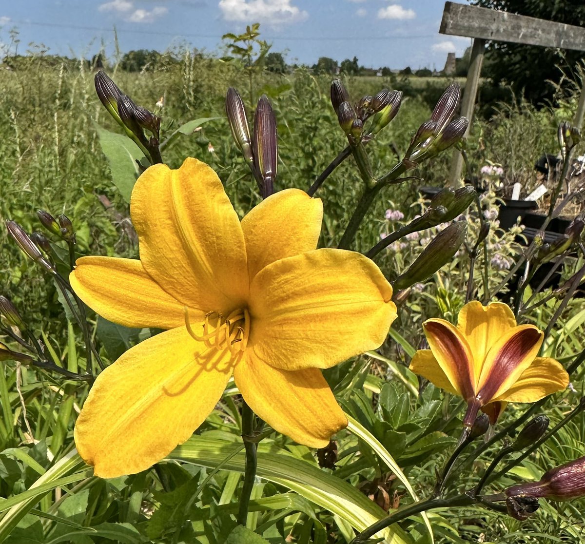 Hemerocallis ‘Golden Chimes’ maybe not the largest flowers but always eye catching! #hemerocallis #goldenchimes #golden #chimes #daylily #summerflowers #yellowflowers #hardyplants #plantlove #seagatenurseries