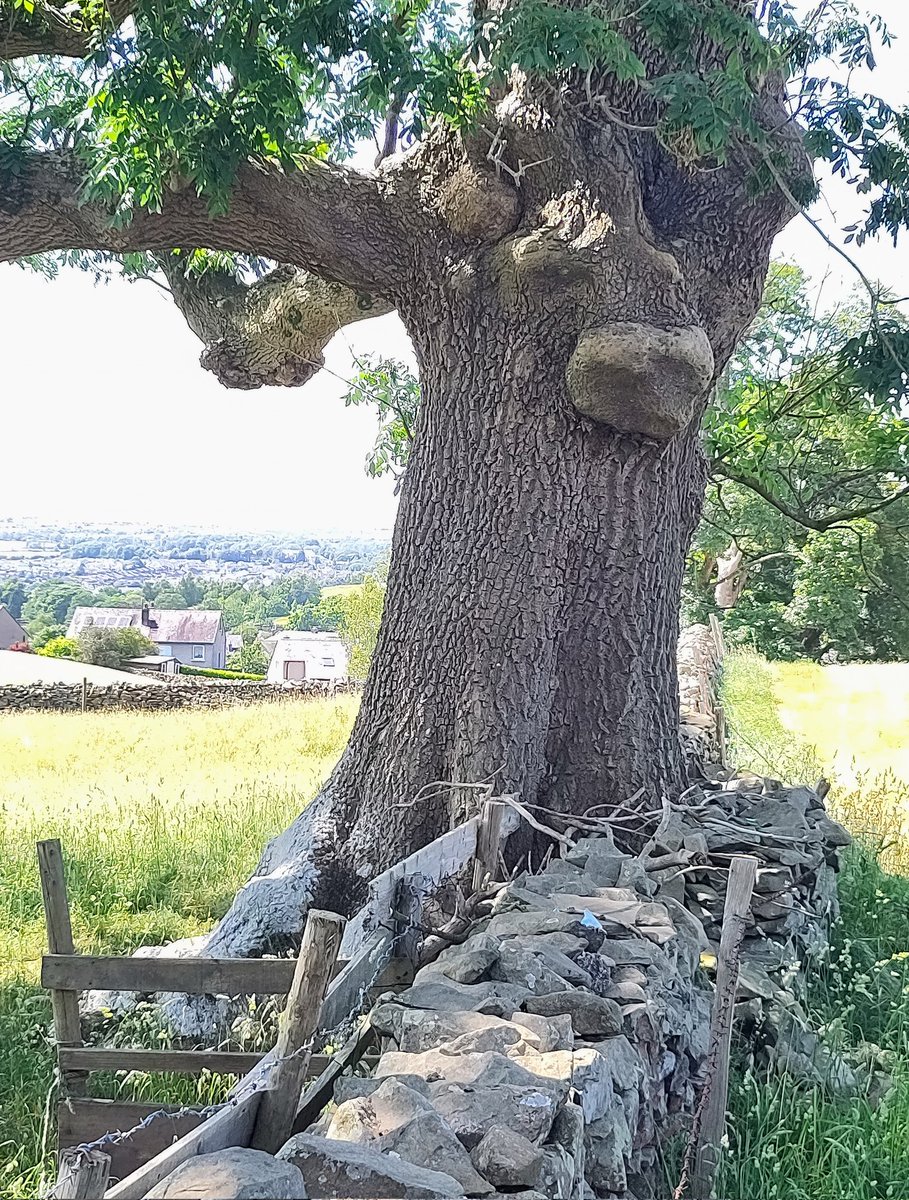 Yan Yak 🌳 #thicktrunktuesday #Cumbria #dialect #tree #June #Summer 😃💚