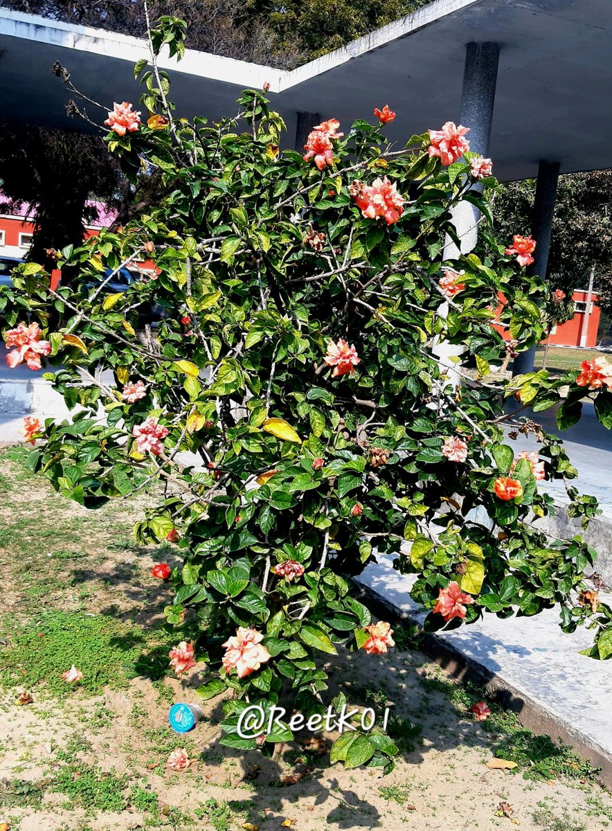 'Starting today, I need to forget what's gone, appreciate what still remains, and look forward to what's  coming up.' 

My 📷
#TuesdayMotivaton
#FlowersOfTwitter #Nature #flowerphotography
#tuesdayvibe #PeaceAndLove #NaturePhotography #PositiveVibes #NatureBeauty #Mindfulness