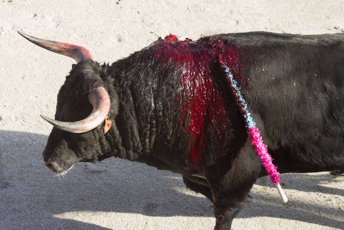No Corrida tweet media