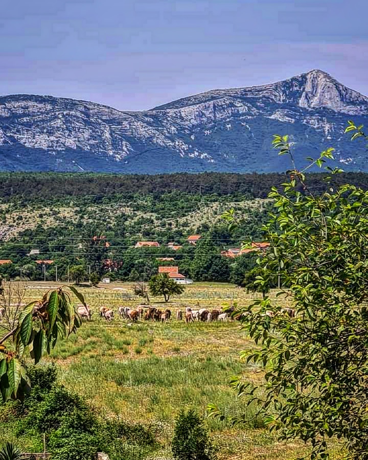 maliturista7's tweet photo. Selo Vukovici podno Dinare

Foto: Jasna Filipovic https://t.co/x7TsSLRlGk