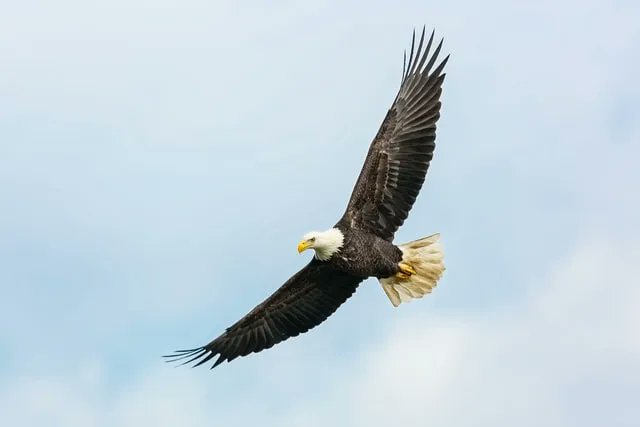 Today is National American Eagle Day. The bald eagle isn't actually bald; it gets its name because its white head against its dark brown body makes it seem bald from a distance 🦅 Photo by Mathew Schwartz on Unsplash 🦅 
#NationalAmericanEagleDay #PetsofTwitter #PetFlap #PetDoor