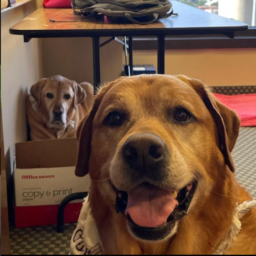 One of is really excited to work, and one of us isn't. Can you tell the difference? 
@cooperandgoose
•​​​​​​​​
•​​​​​​​​
#WorldProductivityDay #DogsWorkingFromHome #officedogs #officedogsofinstagram #dogswithjobs #dogsofinstagram #dogs #workingdogs  #showdogs ...