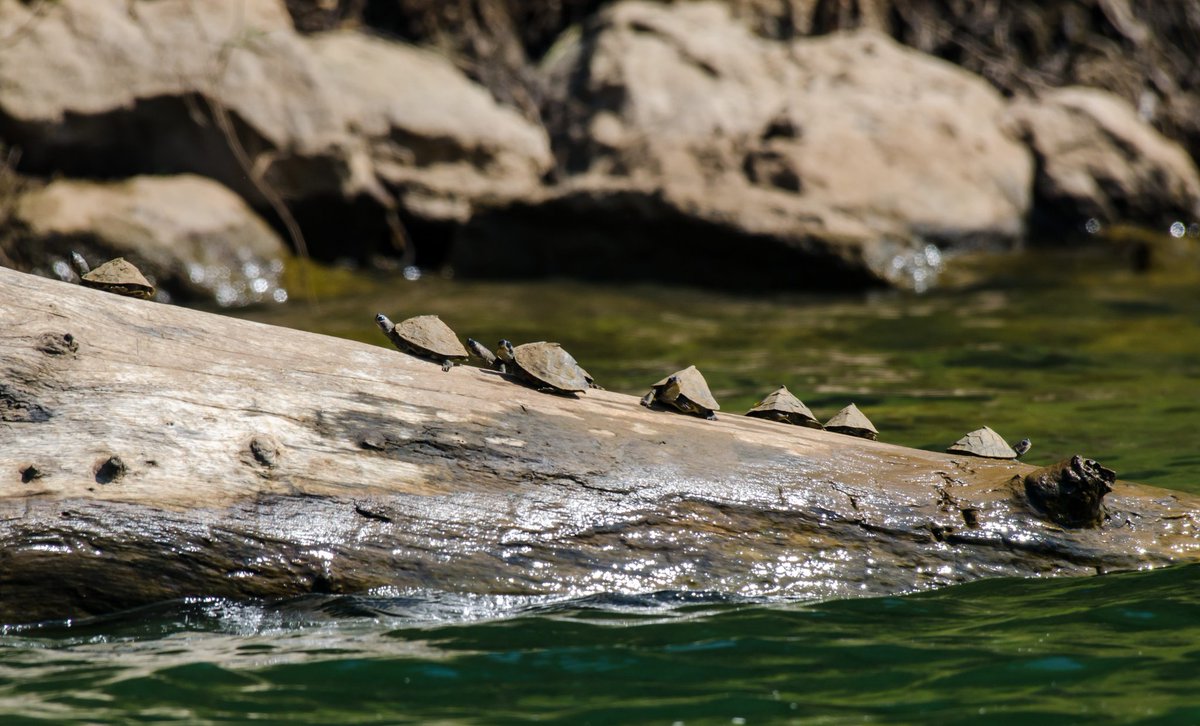 A bale of Indian Roofed Turtles

#IndiAves #natgeoindia #natureinfocus #sanctuaryasia #wildlifephotography #bbcearth