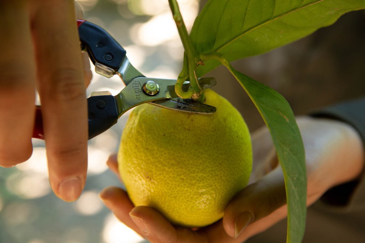 FELCO_tools's tweet photo. The FELCO 320 picking and trimming snips have a curved blade for cutting the stalks of fruit, vegetables, and flowers without damaging them as the blade curves away. https://t.co/Q4MD6xOIcl
 
 #FELCO #FELCO320 #gardening #gardeningtool #pruningtool #secateurs #gardentool https://t.co/qOu3XgtBOu