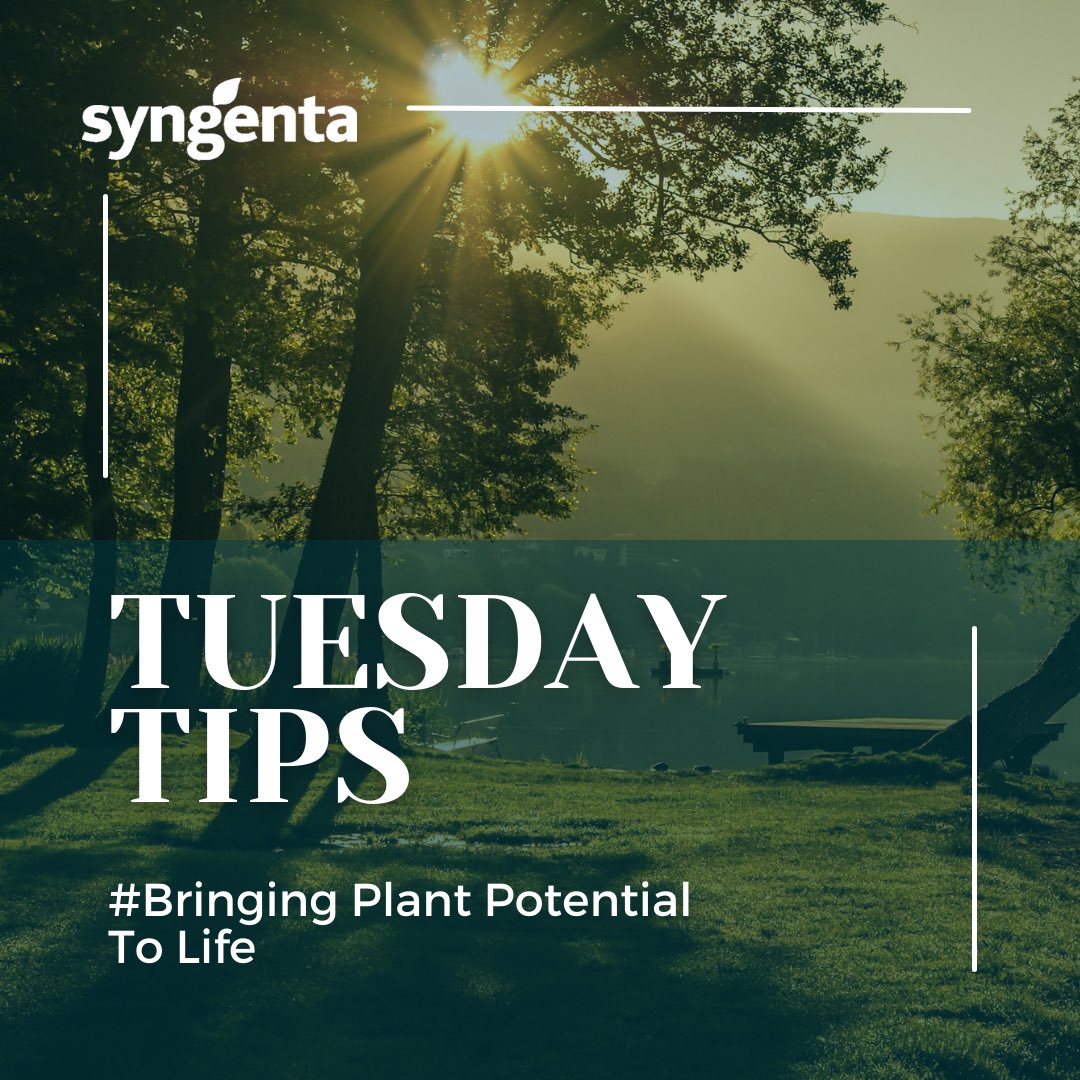 #TuesdayTips
Did you know that plant diseases start as tiny spores, which is a type of seed that floats in the air and on plant material. 

Spores can be blown onto or splashed onto leaves, stems, and fruits, where they start the disease cycle.

More tips on <a href="/ZiFMStereo/">ZiFM Stereo</a> 0930hrs