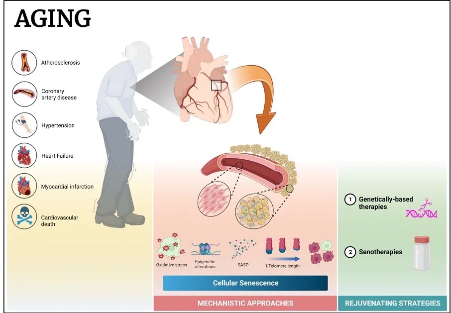 📣#CallforPaper
A+ #Cardiovascular_Aging Special Issue @Cells_MDPI on line! Pleasure to lead this effort. 

Very excited to announce this Call for Papers dedicated to Cardiovascular Aging.

Deadline for submission: 30 November 2023
More info: mdpi.com/journal/cells/…