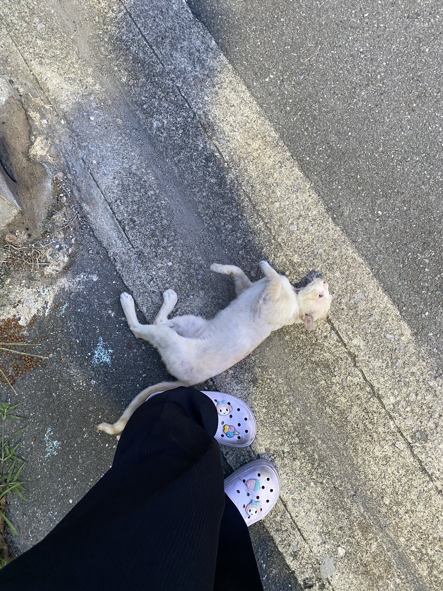 Maypailinnn's tweet photo. ไม่รู้ว่าน้องจะมีโอกาสได้บ้านมั้ย เราเจอน้องเมื่อวาน น้องขี้อ้อนมาก อยากได้ที่พักพิงระหว่างรอบ้าน หรือบ้านถาวร น้องอาศัยอยู่ใต้ท้องรถ (ภาพสุดท้าย) 
เพศชาย อายุประมาณ 5 เดือน ชอบคลอเคลีย อยู่ไกลแค่ไหน เราจะพยายามไปส่งให้ได้ค่ะ📌พิกัด กทม.
#เมียน้อย #ประธานสภา #หนุ่มกะลา #รับรองสส https://t.co/t2t8uQ72MP