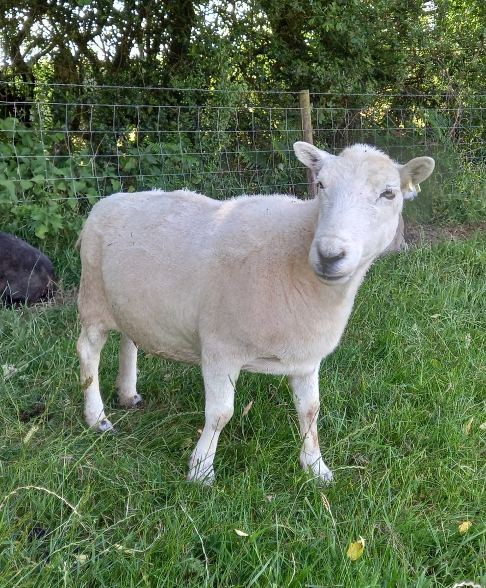 Poppett 💖

#animalsanctuary #sheep365 #sheep #welshsheep #nonprofit #Amazonwishlist #sheeple #animallovers #foreverhome #sponsorasheep 

woollypatchworkshe.wixsite.com/website