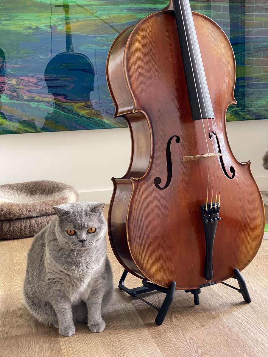 Learning new skills 🎻😹 #CatsOfTwitter #tuesdaymotivation