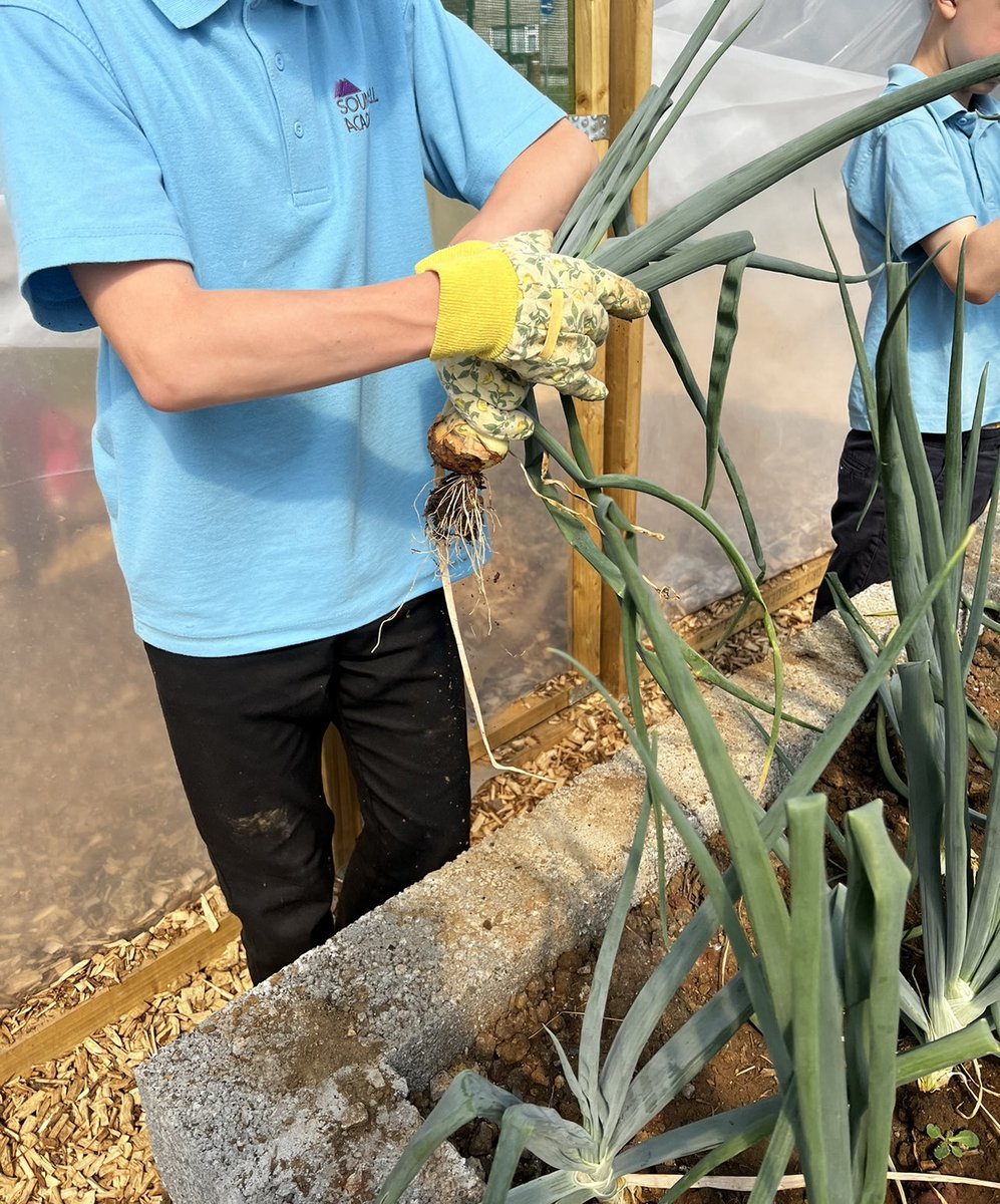 Soundwell_Acad's tweet photo. 🧅 Onion Picking 🧅 

Students picked out the onions that have been growing in our polly tunnels! The Onions were then cleaned chopped and used in the kitchen salad for lunch! 

#eco #homegrown #soundwellacademy https://t.co/tlGhLy15ZG