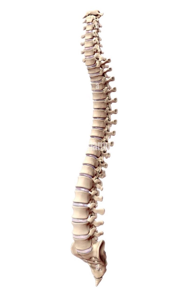 Lost; One Spine.
If found - please return to Rishi Sunak.
Reward - One peerage or PPE contract of your choice.

#SpinelessSunak