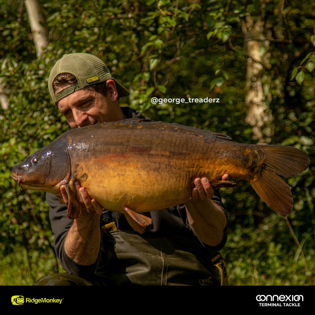 RidgeMonkey's tweet photo. George Treadwell recently managed to catch some stunning mirrors from his syndicate venue Wrasbury South Lake. George was using a Blow-Back Rig made from size 4 APE-X Medium Curve hooks and our 25lb Camo-X Soft Braid. 
#RidgeMonkey #Wrasbury #CatchReport #Carp #Rigs #Outdoors https://t.co/V4X14E0Vzj