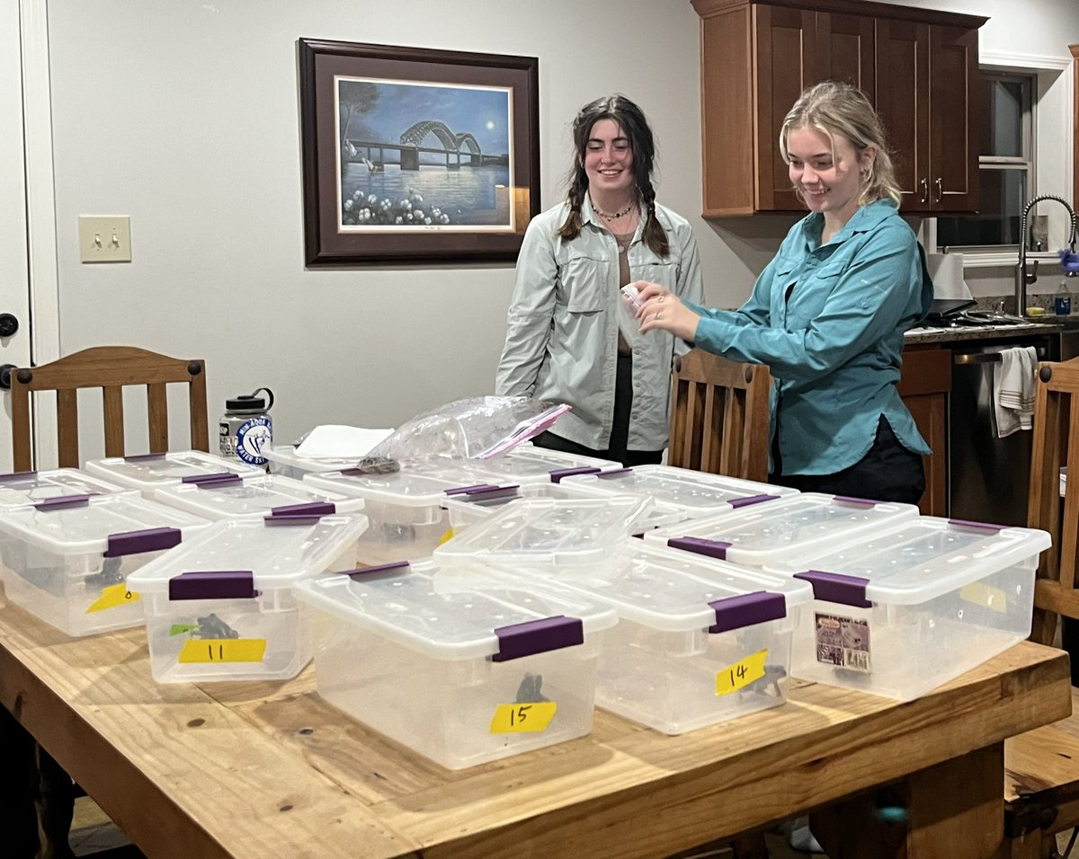 SinlanPoo's tweet photo. Glorious start to a suite of summer research projects across AR &amp; RN - comparing endoparasites in Fowler’s toad &amp; Eastern spadefoots in Urban and Forested areas around @MemphisZoo , @ShelbyFarmsPark #ShelbyForest &amp; #VillegeCreek #ResearchInterns #WomenInScience https://t.co/4AVQDlhr7W