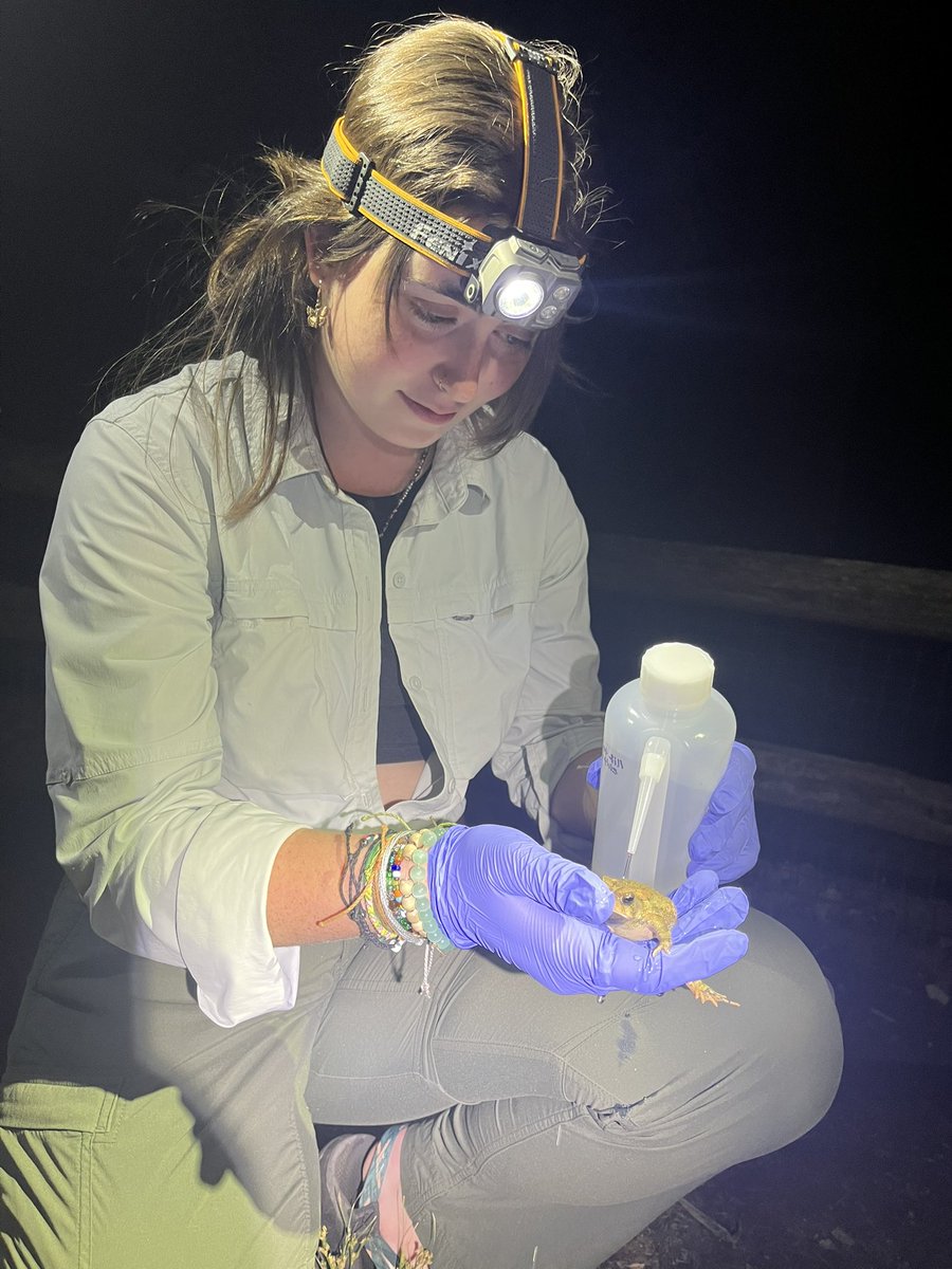 SinlanPoo's tweet photo. Glorious start to a suite of summer research projects across AR &amp; RN - comparing endoparasites in Fowler’s toad &amp; Eastern spadefoots in Urban and Forested areas around @MemphisZoo , @ShelbyFarmsPark #ShelbyForest &amp; #VillegeCreek #ResearchInterns #WomenInScience https://t.co/4AVQDlhr7W