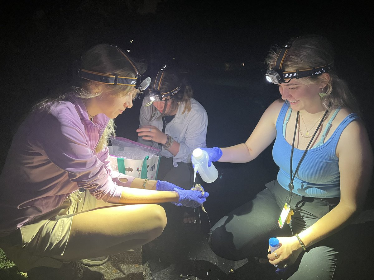 SinlanPoo's tweet photo. Glorious start to a suite of summer research projects across AR &amp; RN - comparing endoparasites in Fowler’s toad &amp; Eastern spadefoots in Urban and Forested areas around @MemphisZoo , @ShelbyFarmsPark #ShelbyForest &amp; #VillegeCreek #ResearchInterns #WomenInScience https://t.co/4AVQDlhr7W