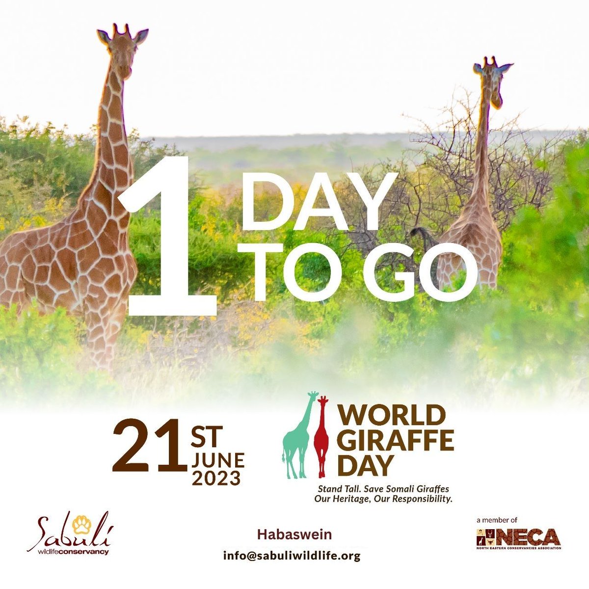 Just as a giraffe's spots are unique, so is our shared responsibility to protect them. 🦒🌿 Tomorrow, we celebrate #WorldGiraffeDay at Habaswein. Join us, let's paint a brighter future for these gentle giants!
#SabuliWildlifeConservancy #OneDayToGo