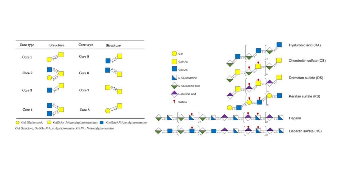 CzerwinsMarcin's tweet photo. Mucin glycans and their degradation by gut microbiota: structure of mucin and its glycans, degradation of mucin glycans and glycosaminoglyycans by microbiota, influence of mucin-degrading bacteria on human gut health and disease https://t.co/LHxCDNRum3

#glycotime https://t.co/FlnO7ikZYj