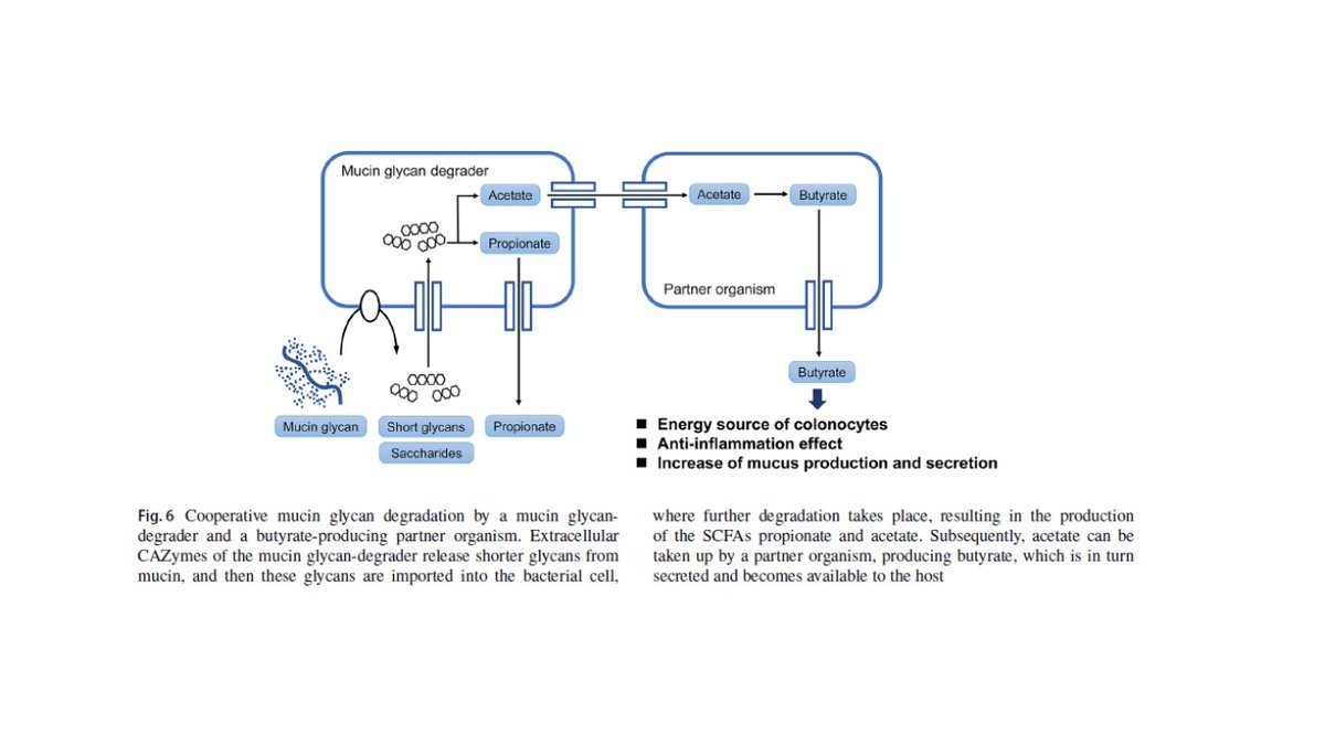 Mucin glycans and their degradation by gut microbiota: structure of mucin and its glycans, degradation of mucin glycans and glycosaminoglyycans by microbiota, influence of mucin-degrading bacteria on human gut health and disease tinyurl.com/dba3wfvc

#glycotime