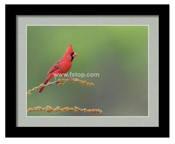 Northern Cardinal!

fineartamerica.com/featured/north…

#wildvisiondotcom
#puttaswamyravishankar
#perfectgift #ಪುರಶಂ #fstopdotcom #bangaloredotcom #nature #naturephotography #BuyIntoArt #AYearForArt #Art #cosmictouchdotcom #visualrhythmcampus