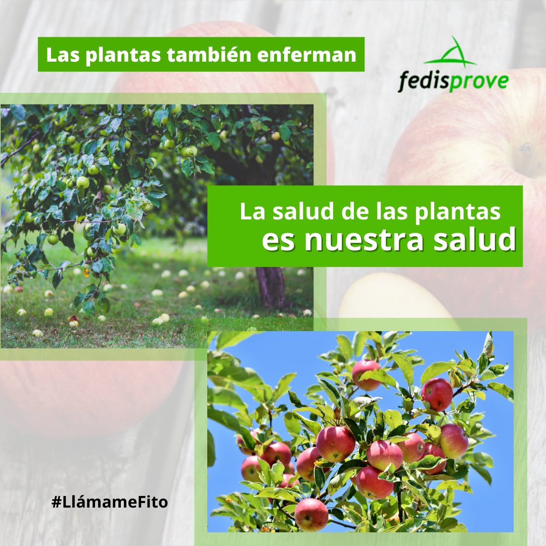 ¡Cuidamos de nuestros alimentos! 🌾🛡️  

Las plantas también enferman al igual que las personas, para curarlas se utilizan fitosanitarios como una herramienta para combatir las plagas y enfermedades de los cultivos.  Sin su ayuda, muchos alimentos no llegarían a  nuestras mesas.
