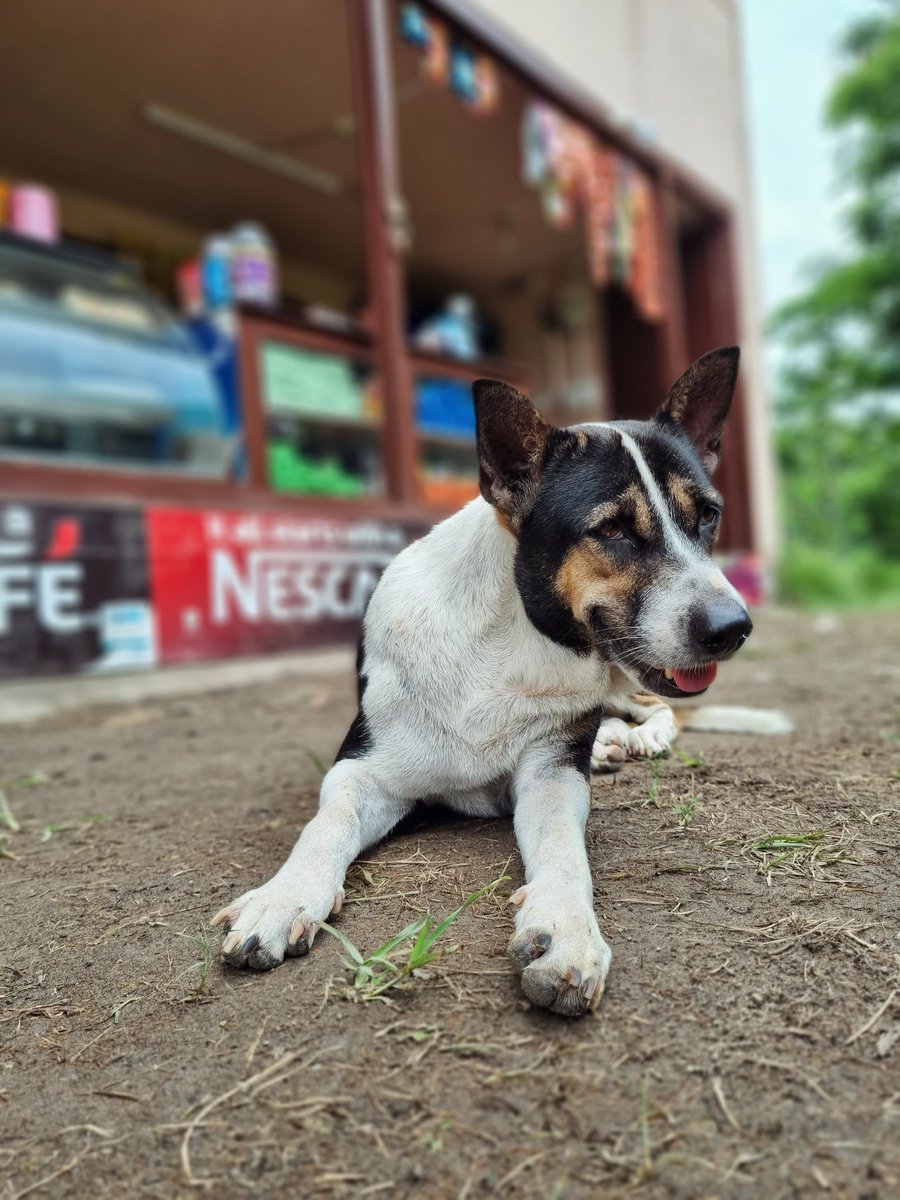 Edited on Snapseed
#ShotOnSamsung #SamsungS21FE5G #SamsungS21FE #GalaxyS21FE #SamsungGalaxyS21FE 
#IITG #IITGuwahati 
#DogsOfTwitter #DogsPhotography #PetLovers 
🐶🐕🐾