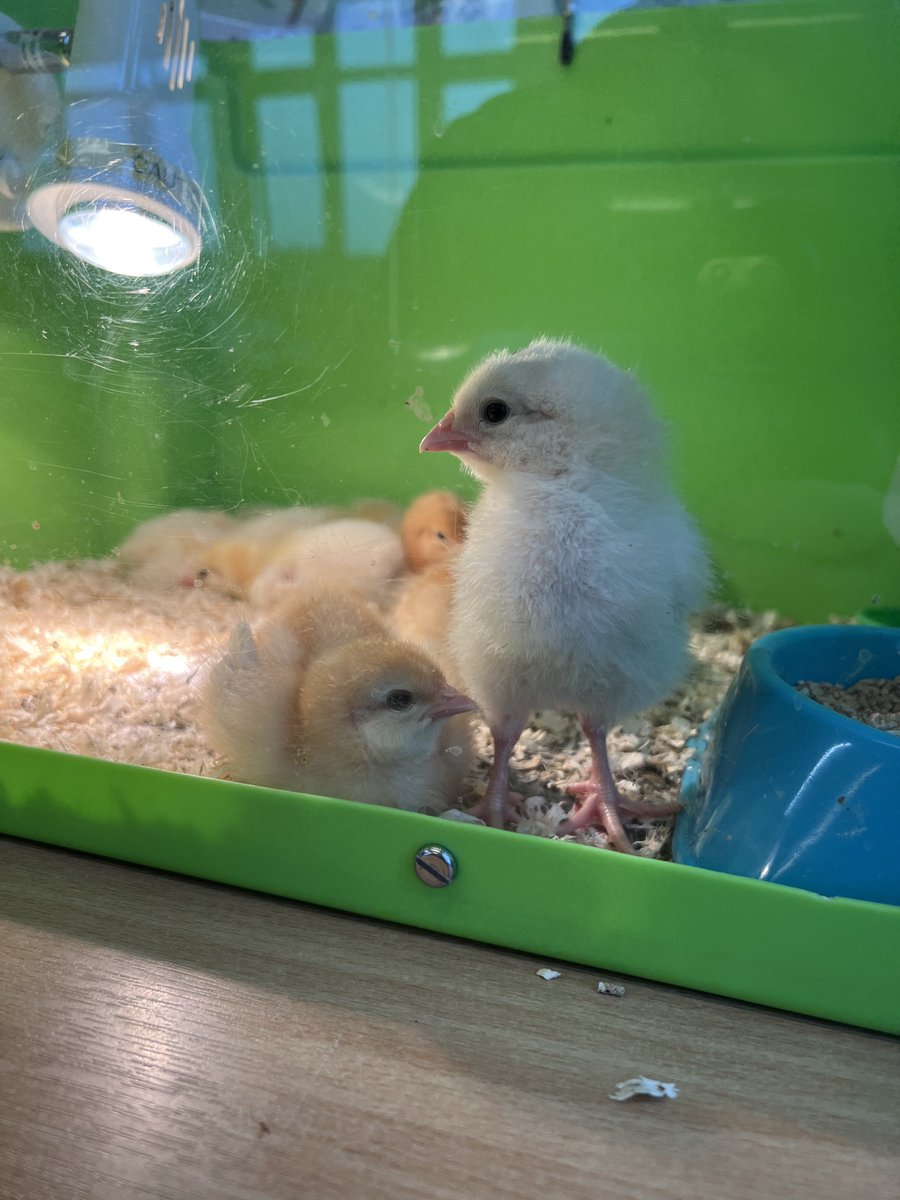 Always love the opportunity to live stream the chicks hatching for our students and staff! Another great stream to add to this years list, thank you everyone @rainbowforgeaca for inviting me along on the journey :) @leadictservices @LEADAcadTrust