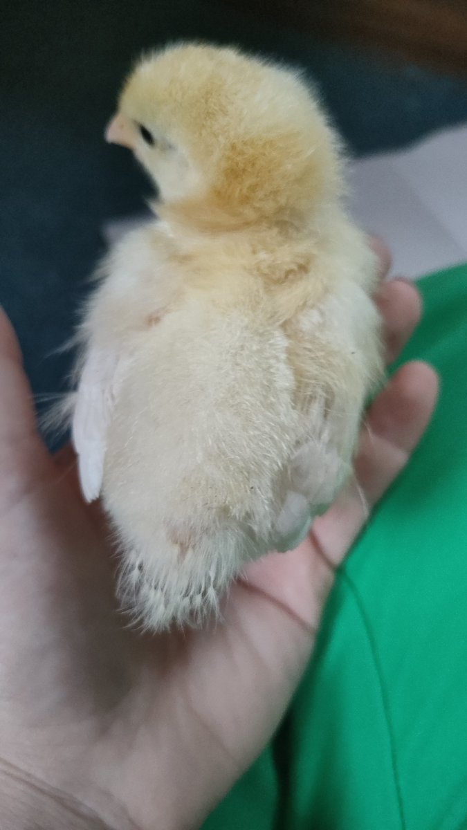 We've been looking at the difference in our chicks in less than a week. They're growing lots of wing feathers, and tail feathers are starting to appear. We have also worked out their genders. The yellow ones are male and the brown ones are female. What a week it has been!