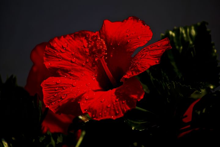 GeneVatow's tweet photo. New moon solstice
breathing compassion
Blossoms expanding
Love impaled
on faith
#vss365 #compassion
#BrknShards #blossom
#SymphAndJules #impale
#Poetry https://t.co/RO97BfQmap