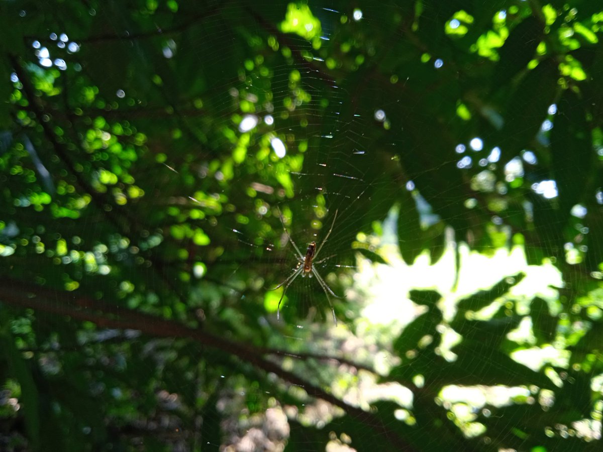 SeashellDaniel's tweet image. Suffering waiting for the standardized test results but at least I'm surrounded by #bugz