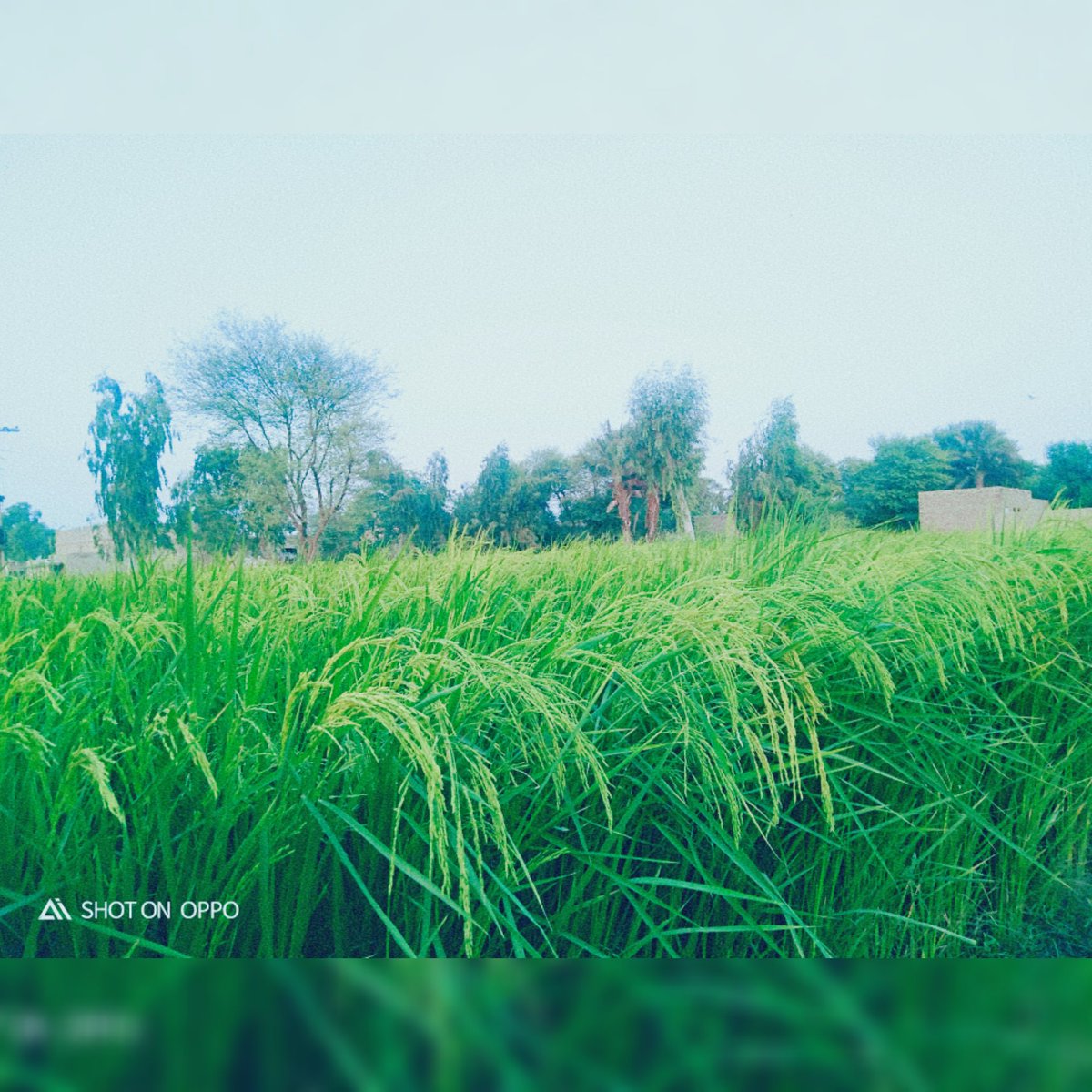 ItsAadrash's tweet photo. Post something green from your phone gallery 💚 https://t.co/rfxxKSLAvf